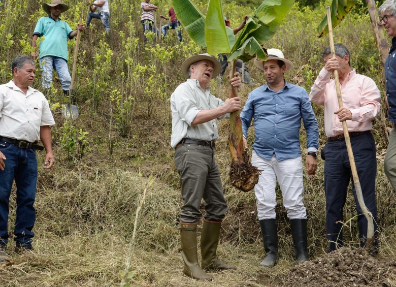 Santos sembró de forma simbólica una mata de plátano en lo que era hasta ahora un cultivo de coca. FOTO Cortesía Presidencia