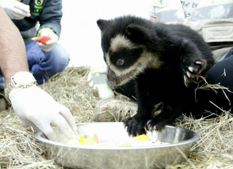 El oso de anteojos, de dos meses, presenta buena condición y será devuelto a su hábitat cuando se recupere. FOTO cortesía