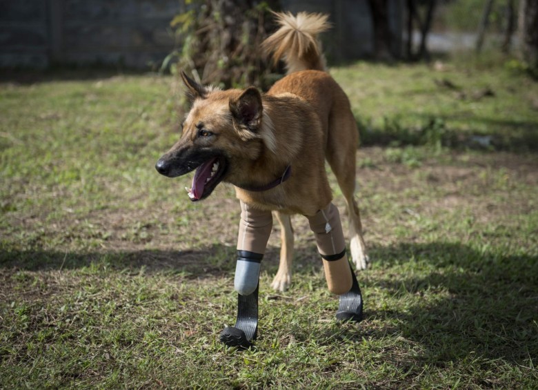 Cola, el primer perro en usar prótesis como las de Pistorius