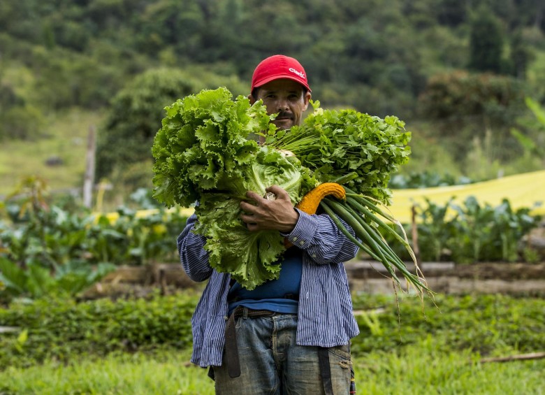 Cultivos y huertas en Antioquia incentivan alimentación saludable