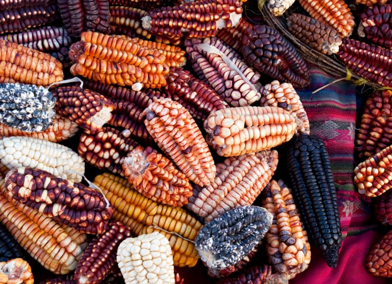 El maíz es un alimento americano del que hay más de 5.600 variedades, tamaños y colores. Conozca que hay detrás de la arepa. FOTO Archivo