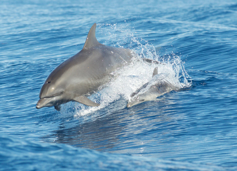 Delfín nariz de botella como Zafar que causa problemas a bañistas. Foto B. Trentler