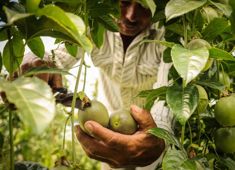 Proyecto hortofruticola del MinAgricultura para campesinos en Colombia. FOTO: Colprensa