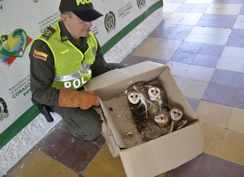 Policía rescata cuatro lechuzas que iban a ser vendidas en Caucasia