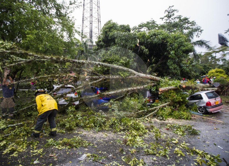 Más de 150 llamadas recibió el Departamento Administrativo de Gestión del Riesgo de Desastres. Este árbol cayó cerca del complejo acuático del Inder. FOTO Julio César Herrera