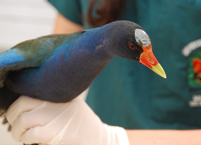 La tingua azul es una de las 250 especies de aves de pantano que habitan en Colombia. FOTO: CORTESÍA UNIMEDIOS