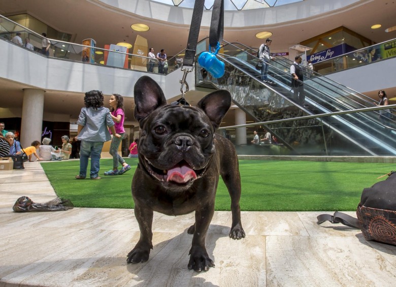 En el centro comercial Unicentro, las mascotas se sienten a sus anchas e incluso algunos locales particulares les permiten ingresar con sus amos. FOTO juan antonio sánchez