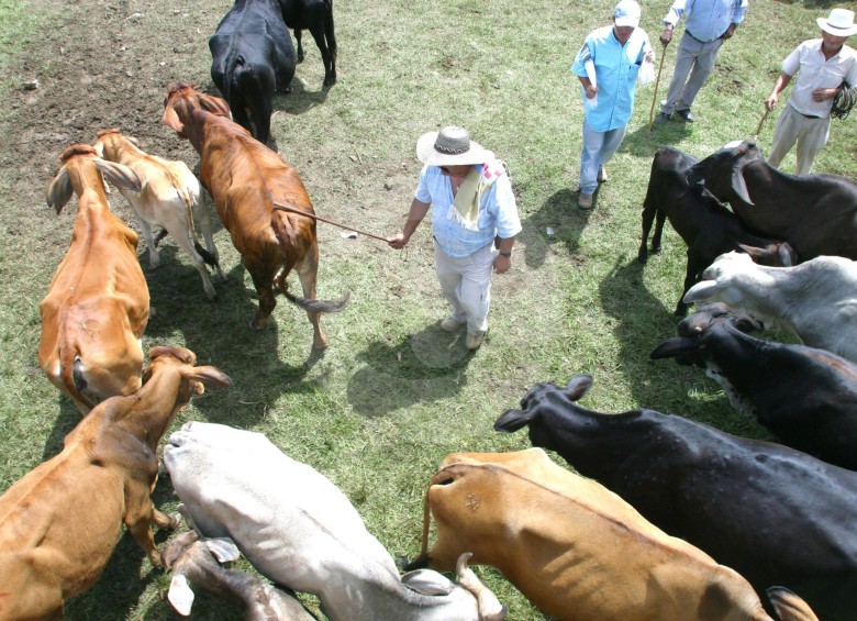 La compra de ganado en subastas no puede incurrir en cobros ilegales que distorsionen el libre mercado. FOTO Donaldo Zuluaga