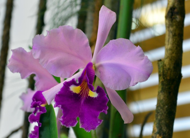¿Una orquídea vale 5 mil dólares?