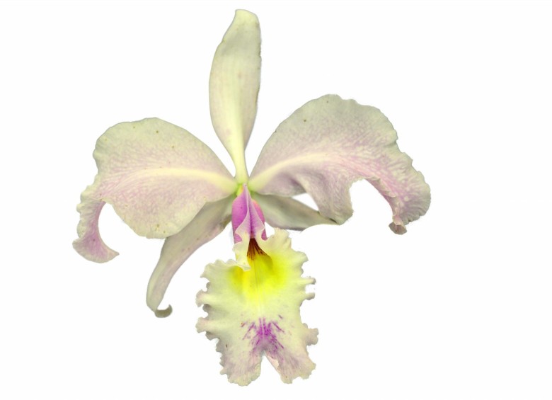 ¿Una orquídea vale 5 mil dólares?