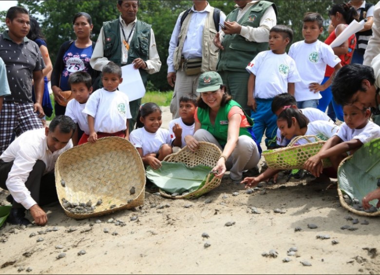 Las tortugas acuáticas taricayas liberadas son unas crías que se incubaron artificialmente para evitar su desaparición. Foto: Twitter Ministerio de Ambiente de Perú. 