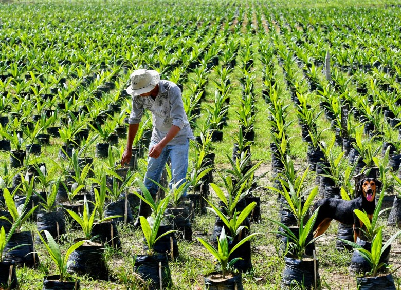 En Latinoamérica, Brasil es el país con el mayor número de hectáreas sembradas certificadas por Rspo con 34.146. FOTO COLPRENSA