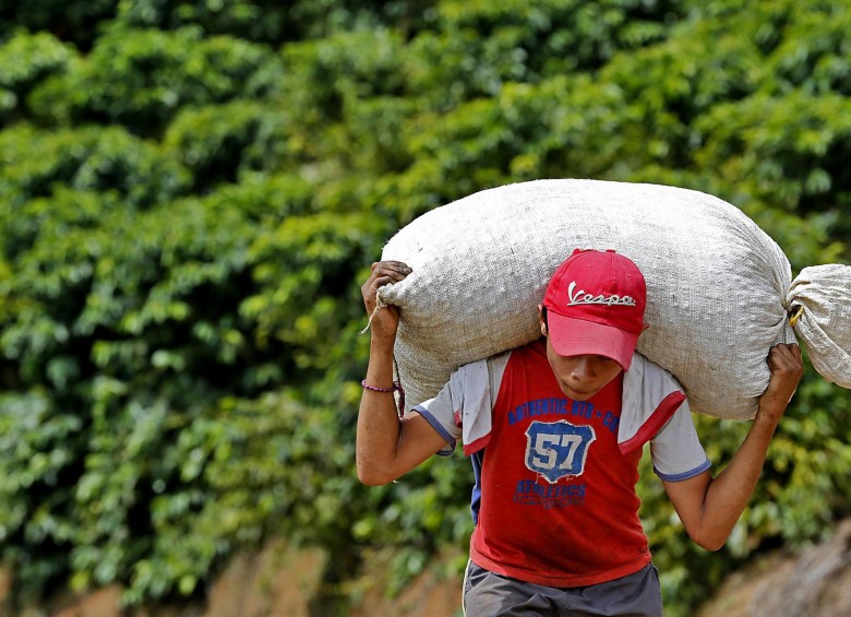 La producción de café aumentó 32 % en mayo, sumando 1,18 millones de sacos. Foto: Archivo. 