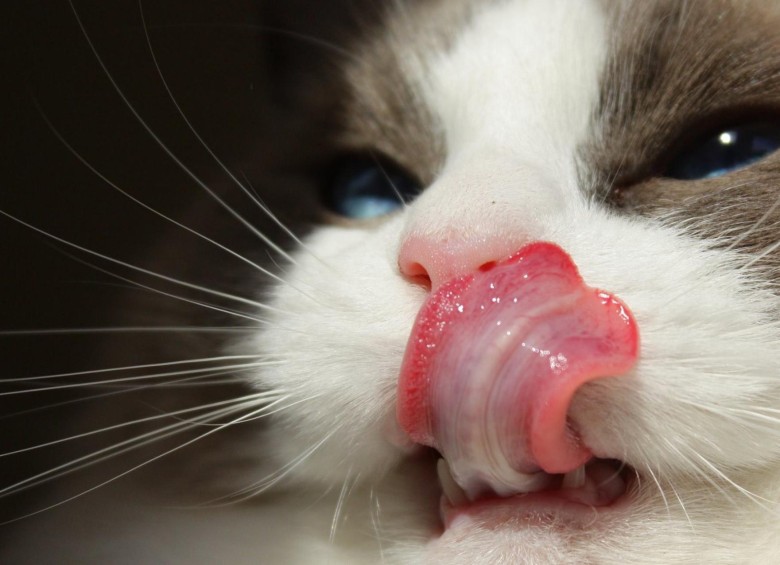 Los humanos tienden a comunicarse con los gatos mediante miaus y ronroneos.Foto Pexels