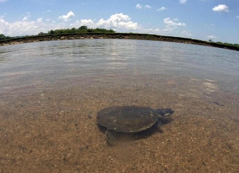 En Puerto Triunfo ya no quieren comer tortugas