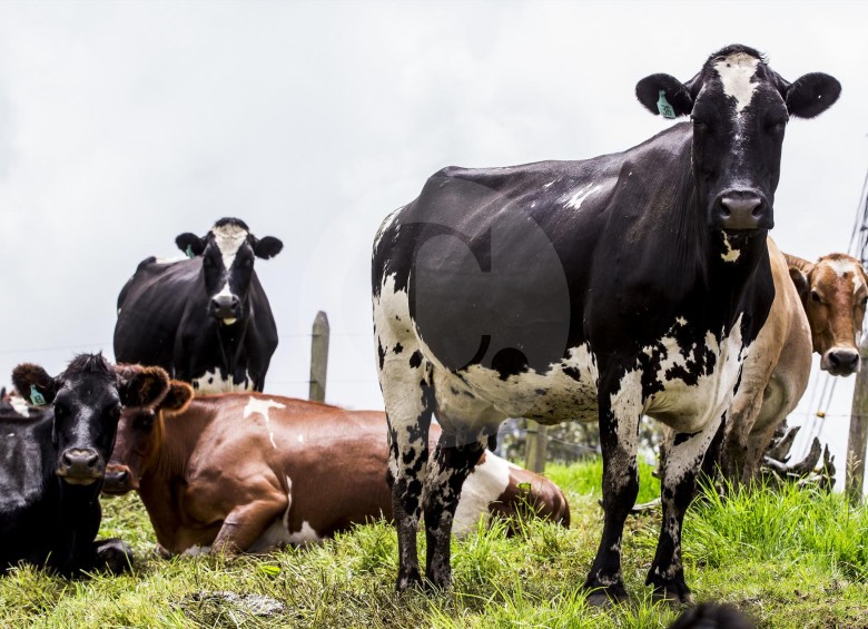 Los productores de leche del norte del departamento son los más afectados por la cuarentena. FOTO Jaime Pérez Munévar