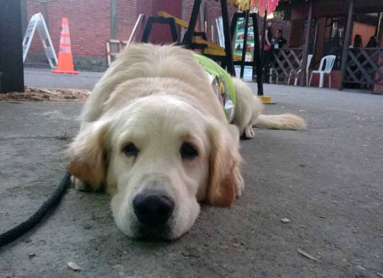 Polícia despide a Floyd, su perro insignia en la lucha contra estupefacientes