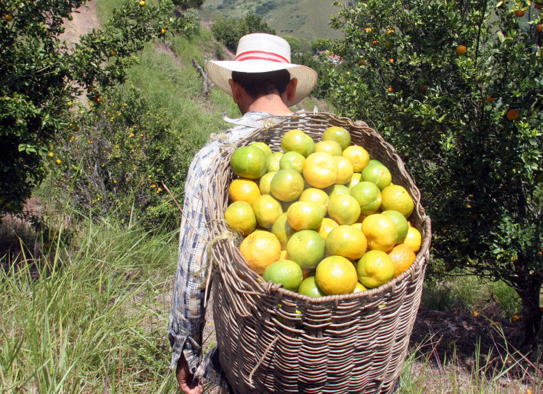 El Bajo Cauca y Suroeste son las regiones con mayor fortaleza en el cultivo de naranjas en Antioquia. FOTO donaldo zuluaga