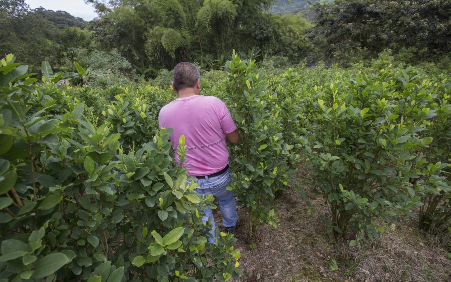 Cultivos ilícitos en el municipio de Tumaco, Nariño. FOTO Donaldo Zuluaga