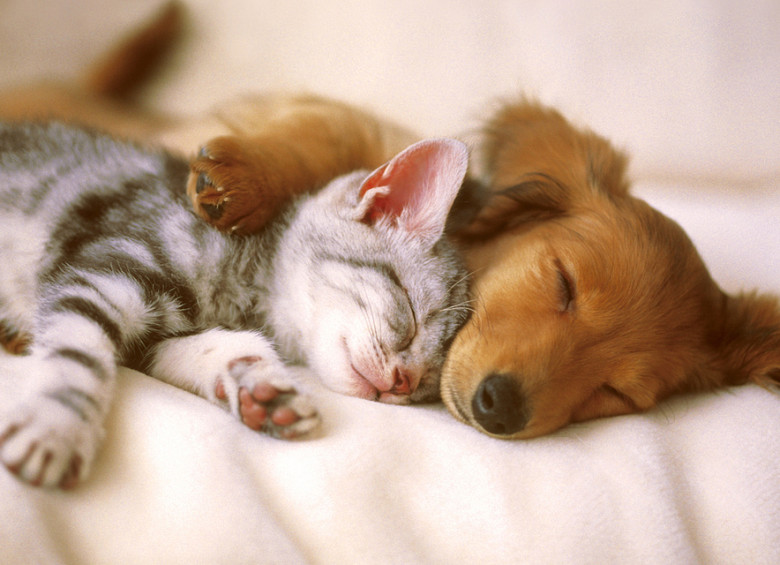Estudio sugiere parabenos enferman a gatos y perros. Foto Kitty-Green