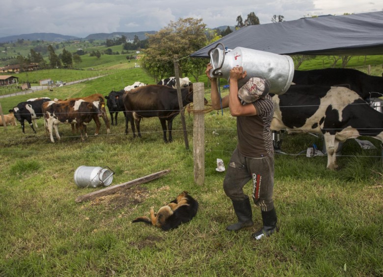 Luis Taborda, en una finca de San Pedro de los Milagros, carga una caneca que puede contener hasta 40 litros de leche. Foto: Edwin Bustamante