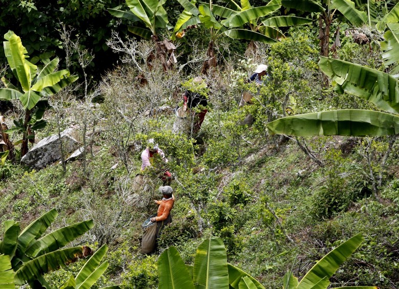 Los sembrados de hoja de coca, en cosecha ahora, ocupan la mayoría de los predios de las veredas contaminadas con minas explosivas, como El Orejón.
