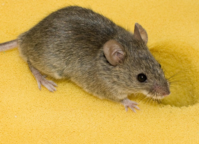 El ratón doméstico. Foto G. Shuklin