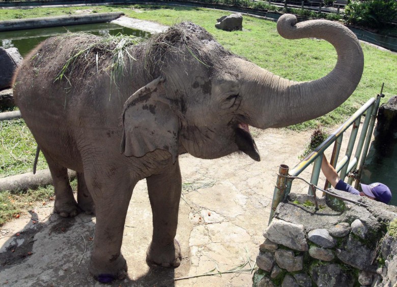 Los elefantes se utilizan como diversión turística. Detrás hay maltrato animal. Foto archivo