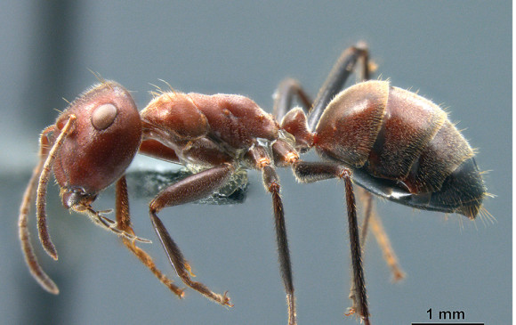 Hormigas explosivas en combate con intrusas. Hacen estallar su cuerpo para deshacerse de las invasoras. Son varias especies con este comportamiento defensivo. FOTO Alexey Kopchinskiy