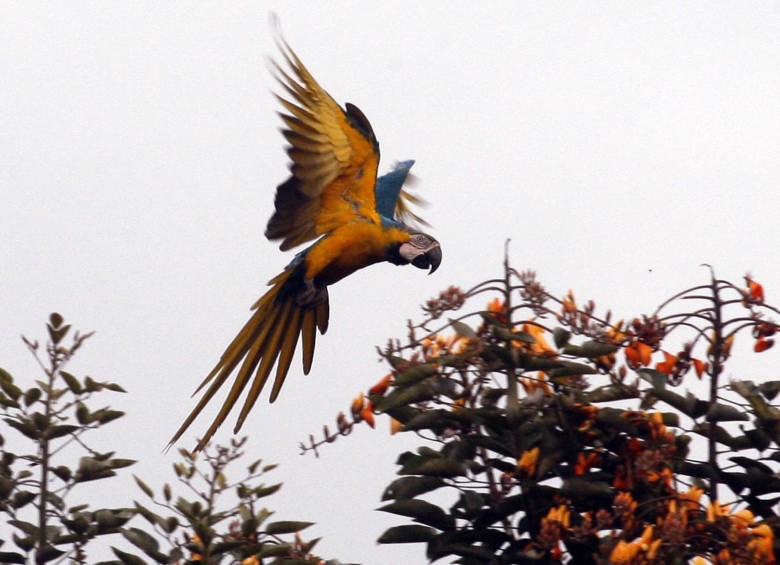 Casi 20 por ciento de las aves de Colombia se encuentran en Medellín y el Aburrá. Acá, una vistosa guacamaya. FOTO Jaime Pérez