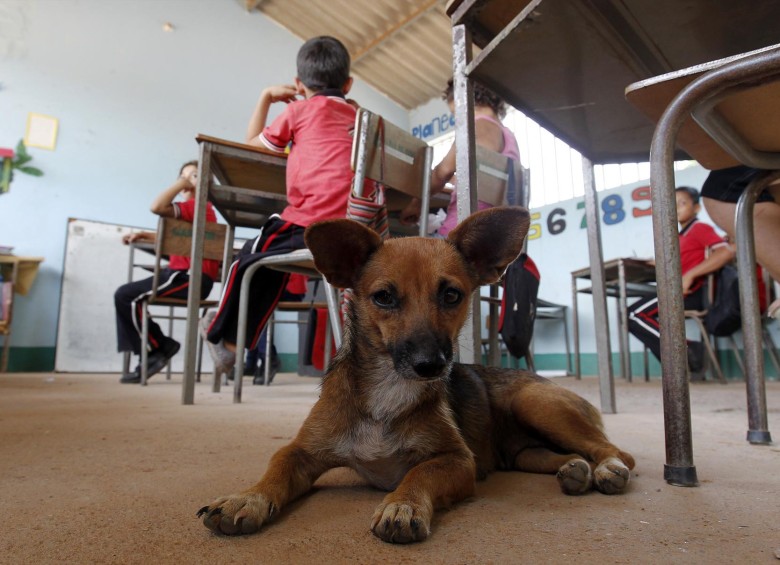 Se confirmó además que el apareamiento de perros emparentados también contribuye a la aparición de distintas enfermedades. FOTO jaime pérez