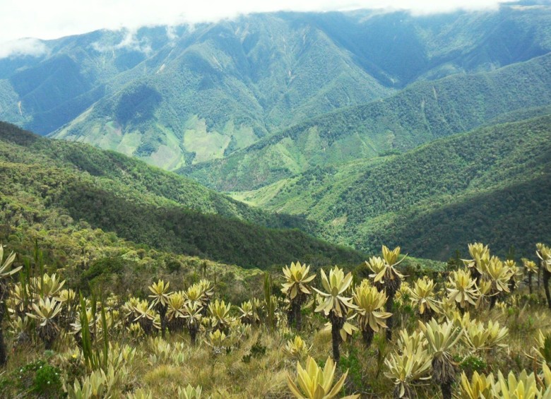 En primer plano frailejones del páramo en el Parque Regional Corredor Las Alegrías. Al fondo, zona boscosa. FOTO CORANTIOQUIA