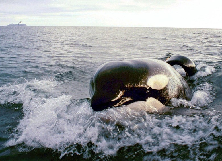En las últimas dos décadas, el 75 por ciento de las crías de las orcas no ha sobrevivido después de su nacimiento. Foto: AFP Photo 