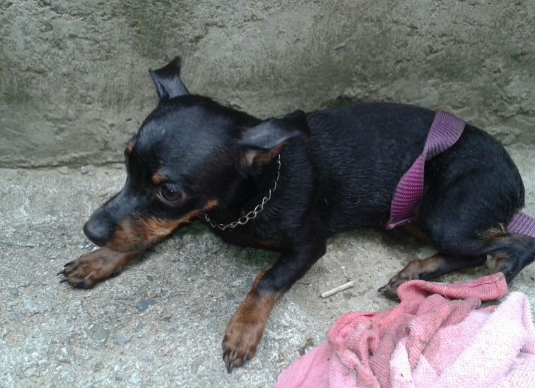 El pincher fue llevado a una veterinaria en la que se recuperó de la hipotermia generada por el tiempo que permaneció en el agua. FOTO CORTESÍA