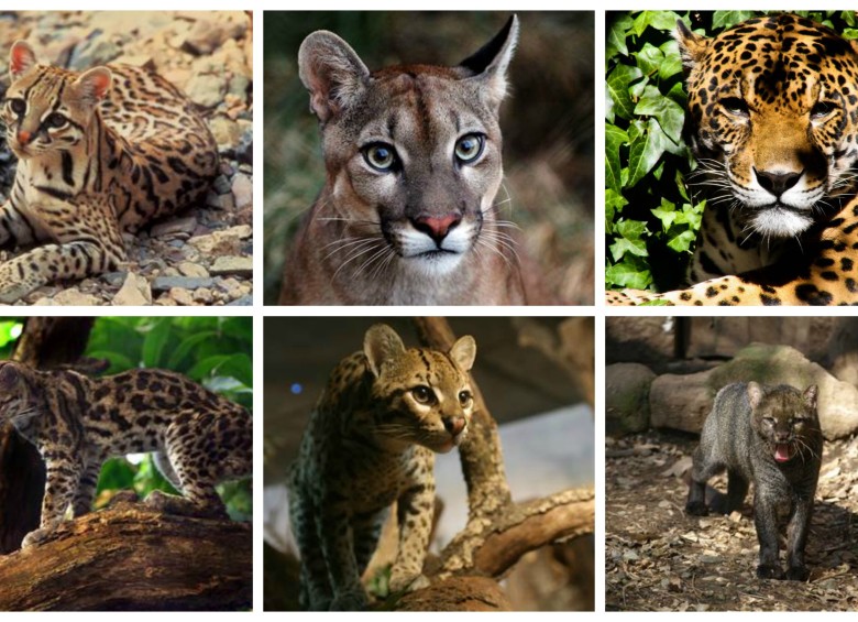 Estos son los 6 felinos silvestres que existen en Colombia, todos se pueden encontrar en el departamento de Antioquia. FOTOS CORTESÍAS.