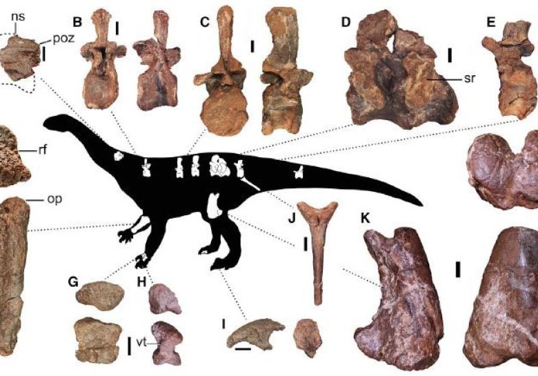Piezas conservadas del recién descubierto dinosaurio, Ledumahadi mafube. Foto: University of the Witwatersrand