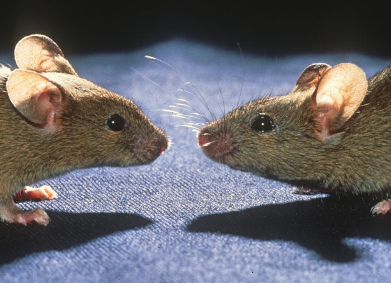 El cáncer de pulmón es el que más personas mata. Los ratones usados tenían un tipo muy agresivo. FOTO cortesía U. Utah