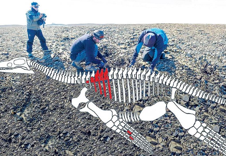 Científicos argentinos hallaron en la Antártida restos de un reptil carnívoro marino que existió hace 150 millones de años.