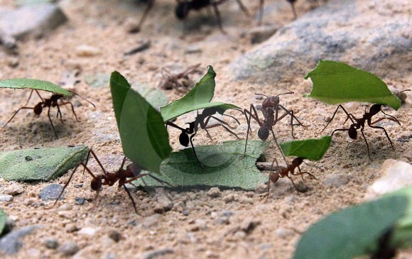Aunque el cerebro de las hormigas es más pequeño que la cabeza de un alfiler, su capacidad de orientación es “sorprendente”. FOTO Julio César Herrera