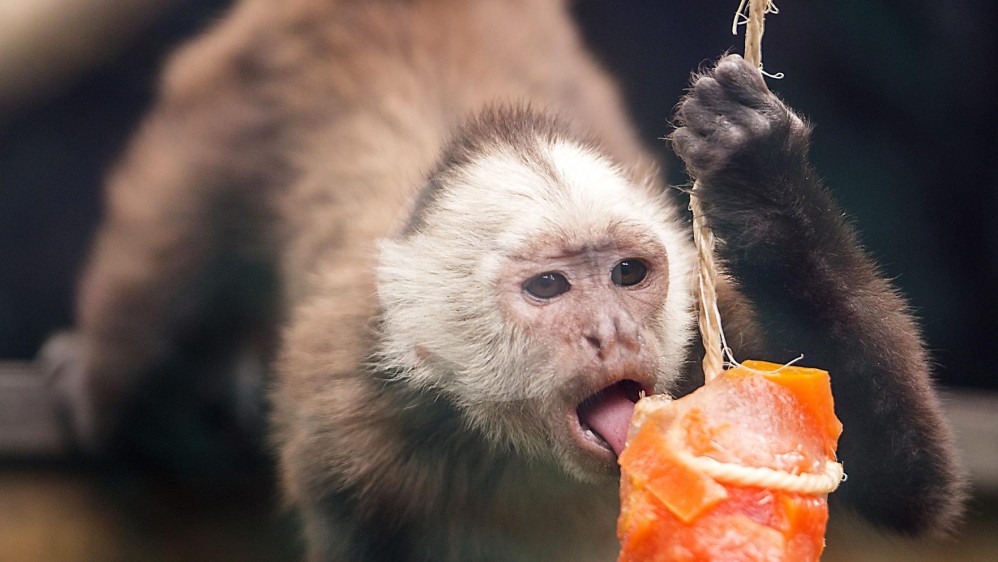 Los sabores varían según la especie: salpicón para los monos y carne para los leones, por ejemplo. FOTOS JULIO CÉSAR HERRERA