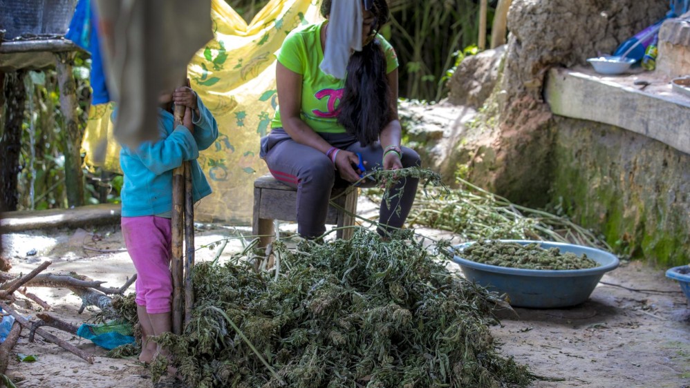 En Cauca habitan indígenas, afrodescendientes y campesinos de escasos recursos. Muchos derivan su sustento de la marihuana. FOTO: Juan Antonio Sánchez.