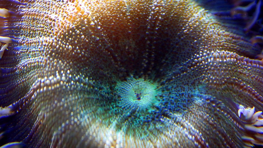 Los corales están siendo amenazados por el cambio climático, son uno de los ecosistemas tropicales más diversos y antiguos. Foto: Julio César Herrera