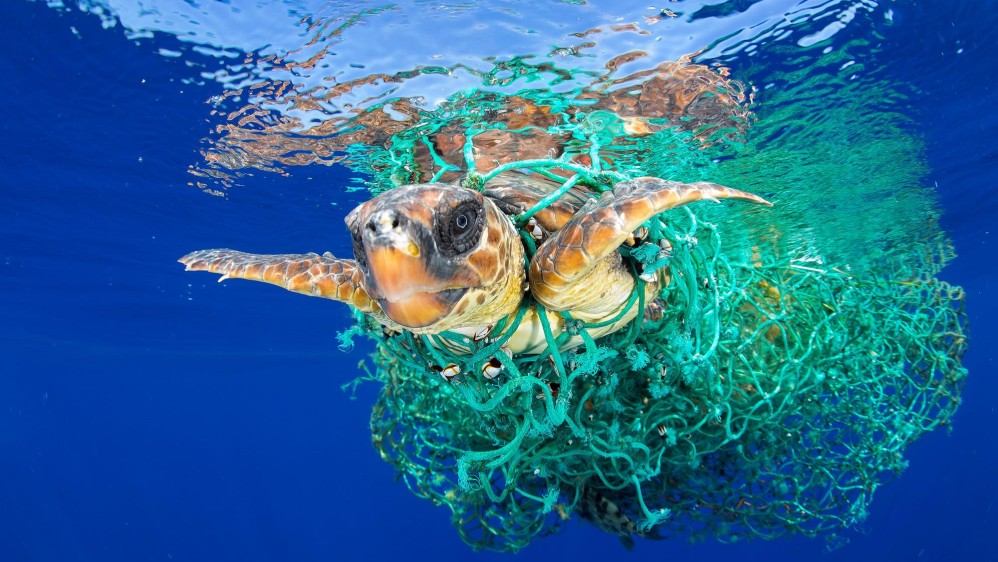 Una tortuga de mar enredada en una red de pesca en la costa de Tenerife, Islas Canarias, España. Primer lugar en la categoría naturaleza. FOTO Francis Perez / Cortesía de World Press Photo Foundation