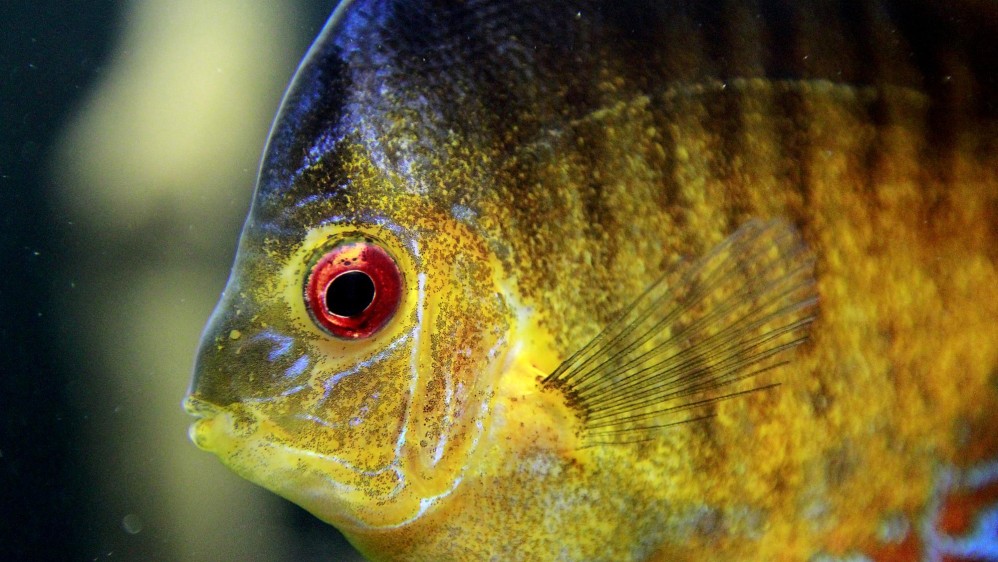 Tanto peces marinos como de río se pueden observar allí. El pez globo, payaso, morena, anémonas y medusas son algunos de ellos. Foto: Julio César Herrera