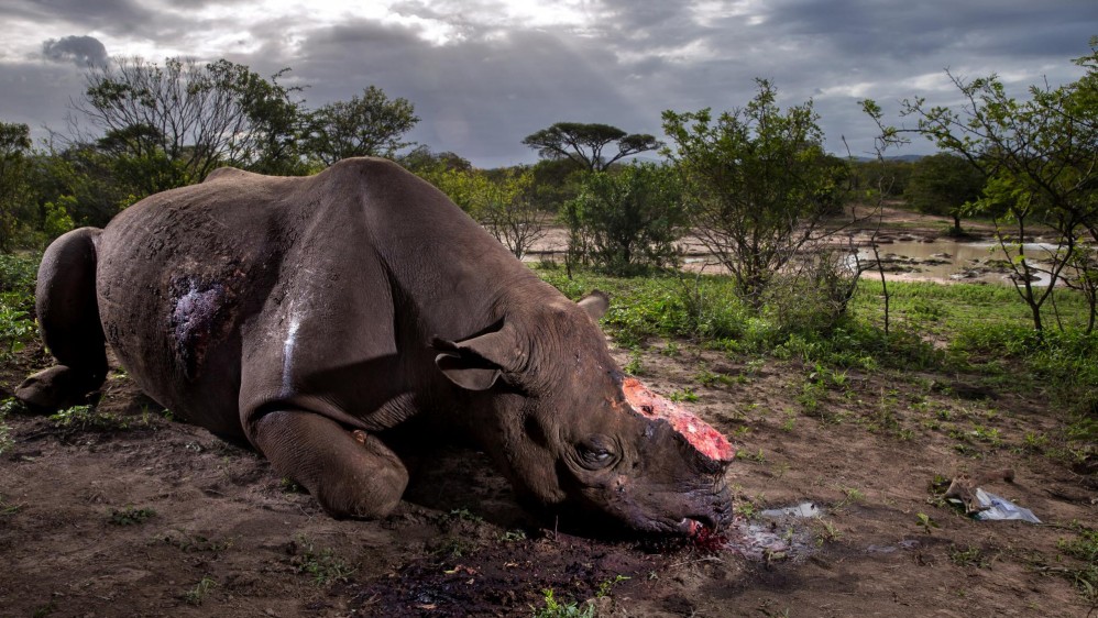 Instantánea de un rinoceronte negro muerto en la Reserva de Hluhluwe Umfolozi Game, Sudáfrica. Primer lugar en la categoría de naturaleza de una serie. FOTO Brent Stirton, Getty Images para National Geographic Magazine / Cortesía de World Press Photo Foundation 