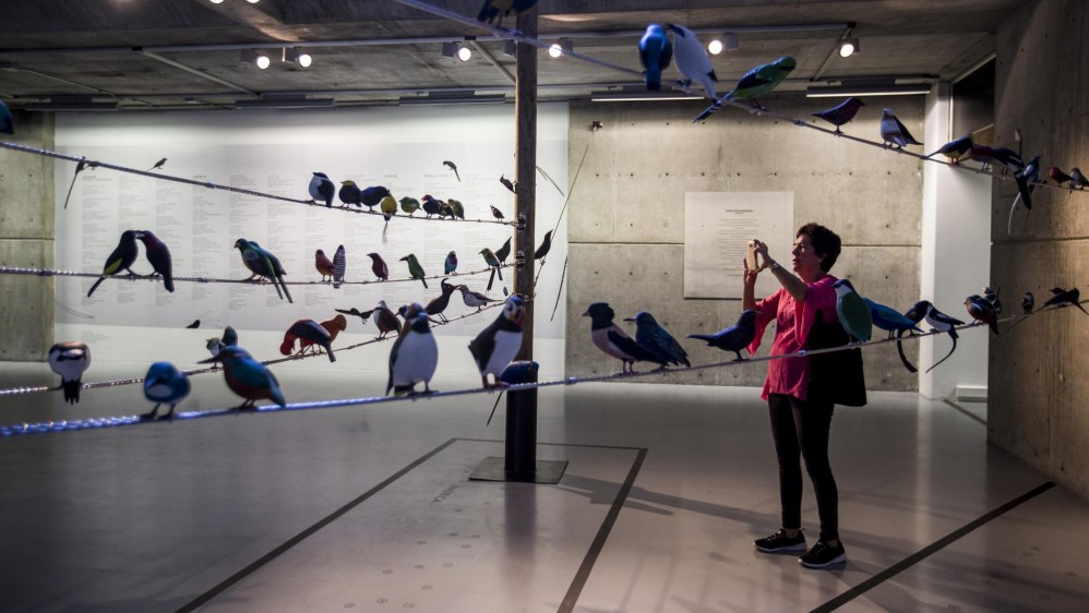 Más de 100 figuras de aves de todo el mundo talladas en madera e instaladas en espacio de corte urbano, hace parte de la exposición “Del vuelo a la poesía” de la artista Patricia Rodríguez en la universidad de Eafit. Foto: Santiago Mesa.