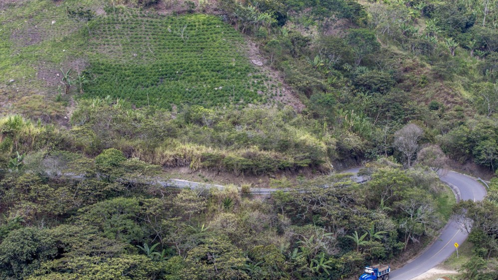 Las zonas de cultivo están en laderas de la Cordillera Central, donde la tierra es fértil. FOTO: Juan Antonio Sánchez.