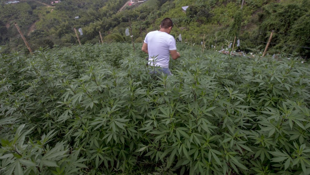 Una familia de cultivadores obtiene en promedio $791.000 mensuales por ingresos de marihuana. Los traficantes se llevan la mayor ganancia. FOTO: Juan Antonio Sánchez.