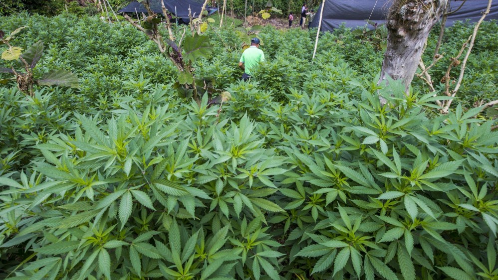 En el norte de Cauca, las familias tienen un cultivo promedio de 500 plantas de marihuana. FOTO: Juan Antonio Sánchez.