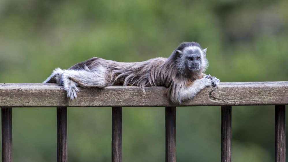 Estos monos ya hacen parte de la biodiversidad y el paisaje natural del Valle de Aburrá. FOTO JUAN ANTONIO SÁNCHEZ OCAMPO